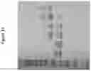 Fig. 16 - SLOW-RELEASE CYTOKINE CONJUGATES