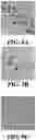Fig. 09 - CHLORHEXIDINE SYSTEMS AND METHODS FOR OBTAINING SAME