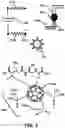 Fig. 08 - NOOTROPIC FULLERENES AND USE