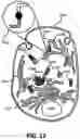 Fig. 13 - NOOTROPIC FULLERENES AND USE