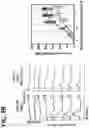 Fig. 07 - RECOMBINANT AAV-CRUMBS HOMOLOGUE COMPOSITION AND METHODS FOR TREATING LCA-8 AND PROGRESSIVE RP