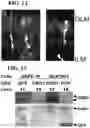 Fig. 14 - RECOMBINANT AAV-CRUMBS HOMOLOGUE COMPOSITION AND METHODS FOR TREATING LCA-8 AND PROGRESSIVE RP