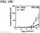 Fig. 21 - RECOMBINANT AAV-CRUMBS HOMOLOGUE COMPOSITION AND METHODS FOR TREATING LCA-8 AND PROGRESSIVE RP