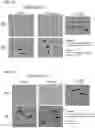 Fig. 13 - COMPOSITIONS USEFUL FOR TREATMENT OF POMPE DISEASE