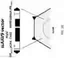 Fig. 03 - HIGH EFFICIENCY GENE DELIVERY SYSTEM