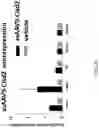 Fig. 05 - HIGH EFFICIENCY GENE DELIVERY SYSTEM