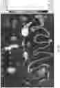 Fig. 09 - HIGH EFFICIENCY GENE DELIVERY SYSTEM