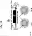 Fig. 13 - HIGH EFFICIENCY GENE DELIVERY SYSTEM