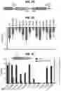 Fig. 04 - A NOVEL CHROMATIN-OPENING ELEMENT FOR STABLE LONG TERM GENE EXPRESSION