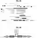 Fig. 07 - A NOVEL CHROMATIN-OPENING ELEMENT FOR STABLE LONG TERM GENE EXPRESSION