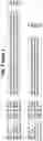 Fig. 16 - A NOVEL CHROMATIN-OPENING ELEMENT FOR STABLE LONG TERM GENE EXPRESSION