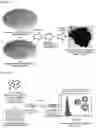 Fig. 03 - METHOD OF PREPARING NANOPLATEFORM-BASED DIAGNOSTIC AGENT FOR SELECTIVELY STAINING OF INFLAMMATORY ABNORMAL TISSUE OR TUMOR TISSUE