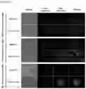 Fig. 08 - METHOD OF PREPARING NANOPLATEFORM-BASED DIAGNOSTIC AGENT FOR SELECTIVELY STAINING OF INFLAMMATORY ABNORMAL TISSUE OR TUMOR TISSUE
