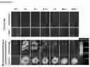 Fig. 09 - METHOD OF PREPARING NANOPLATEFORM-BASED DIAGNOSTIC AGENT FOR SELECTIVELY STAINING OF INFLAMMATORY ABNORMAL TISSUE OR TUMOR TISSUE