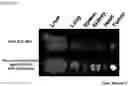 Fig. 10 - METHOD OF PREPARING NANOPLATEFORM-BASED DIAGNOSTIC AGENT FOR SELECTIVELY STAINING OF INFLAMMATORY ABNORMAL TISSUE OR TUMOR TISSUE