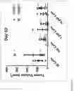 Fig. 24 - METHOD FOR ENHANCING TUMOR GROWTH