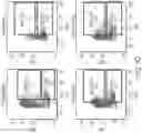 Fig. 41 - INDUCING FAVORABLE EFFECTS ON TUMOR MICROENVIRONMENT VIA ADMINISTRATION OF NANOPARTICLE COMPOSITIONS