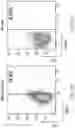 Fig. 68 - INDUCING FAVORABLE EFFECTS ON TUMOR MICROENVIRONMENT VIA ADMINISTRATION OF NANOPARTICLE COMPOSITIONS