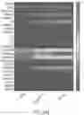 Fig. 88 - INDUCING FAVORABLE EFFECTS ON TUMOR MICROENVIRONMENT VIA ADMINISTRATION OF NANOPARTICLE COMPOSITIONS