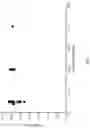 Fig. 07 - Silk-hyaluronic acid based tissue fillers and methods of using the same