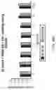Fig. 51 - Silk-hyaluronic acid based tissue fillers and methods of using the same