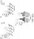 Fig. 02 - CROSSLINKED SILK FIBROIN-BASED COMPOSITIONS, AND METHODS OF MAKING AND USING THE SAME