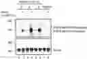 Fig. 01 - Cartilage Regeneration Using Chondrocyte And TGF-Beta