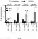 Fig. 07 - METHODS FOR MODULATION OF AND SENSITIZATION TO SERINE AND GLYCINE LIMITATION