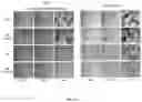 Fig. 15 - METHODS FOR MODULATION OF AND SENSITIZATION TO SERINE AND GLYCINE LIMITATION