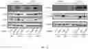 Fig. 33 - METHODS FOR MODULATION OF AND SENSITIZATION TO SERINE AND GLYCINE LIMITATION