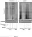 Fig. 40 - METHODS FOR MODULATION OF AND SENSITIZATION TO SERINE AND GLYCINE LIMITATION