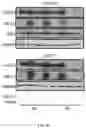 Fig. 41 - METHODS FOR MODULATION OF AND SENSITIZATION TO SERINE AND GLYCINE LIMITATION
