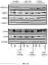 Fig. 44 - METHODS FOR MODULATION OF AND SENSITIZATION TO SERINE AND GLYCINE LIMITATION