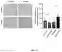 Fig. 58 - METHODS FOR MODULATION OF AND SENSITIZATION TO SERINE AND GLYCINE LIMITATION