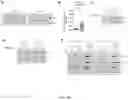 Fig. 71 - METHODS FOR MODULATION OF AND SENSITIZATION TO SERINE AND GLYCINE LIMITATION