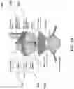 Fig. 03 - Systems and methods for opening of a tissue barrier in primates