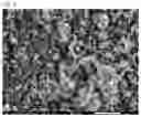 Fig. 03 - CHA-type zeolite and manufacturing method thereof
