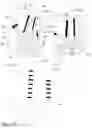 Fig. 24 - Vehicle seat having a backrest