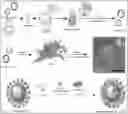 Fig. 01 - VIRUS-LIKE PARTICLES AND METHODS OF USE THEREOF