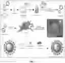 Fig. 02 - VIRUS-LIKE PARTICLES AND METHODS OF USE THEREOF