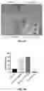 Fig. 04 - VIRUS-LIKE PARTICLES AND METHODS OF USE THEREOF