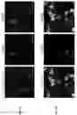 Fig. 06 - VIRUS-LIKE PARTICLES AND METHODS OF USE THEREOF
