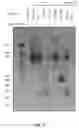 Fig. 09 - VIRUS-LIKE PARTICLES AND METHODS OF USE THEREOF