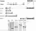 Fig. 01 - Multivalent malaria transmission-blocking vaccines
