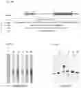 Fig. 10 - Multivalent malaria transmission-blocking vaccines