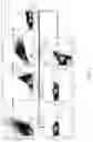 Fig. 09 - Neoantigen peptide mimics