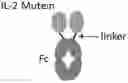 Fig. 01 - IL-2 muteins and uses thereof
