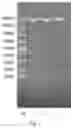 Fig. 05 - METHOD FOR PREPARING TARGET POLYPEPTIDE BY MEANS OF RECOMBINATION AND SERIES CONNECTION OF FUSED PROTEINS