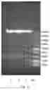 Fig. 11 - METHOD FOR PREPARING TARGET POLYPEPTIDE BY MEANS OF RECOMBINATION AND SERIES CONNECTION OF FUSED PROTEINS