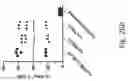 Fig. 27 - PEPTIDE MARKERS TO TRACK GENETICALLY ENGINEERED CELLS
